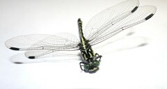 Austroepigomphus praeruptus