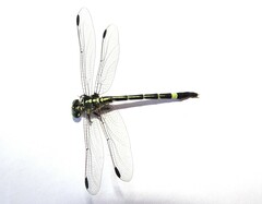 Austroepigomphus praeruptus