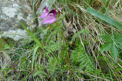 Pedicularis kerneri