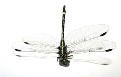 Austroepigomphus praeruptus