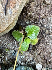Geum cockaynei