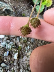 Geum cockaynei