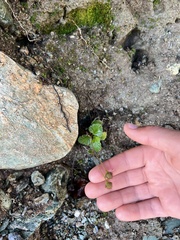 Geum cockaynei