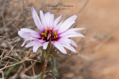 Tragopogon porrifolius
