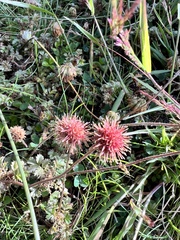 Acaena anserinifolia