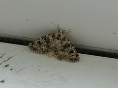 Bryophila domestica