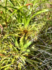 Dolichoglottis lyallii