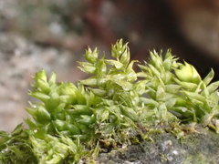Brachytheciaceae