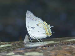 Polyura delphis