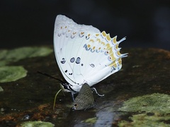 Polyura delphis