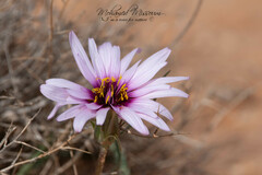 Tragopogon porrifolius