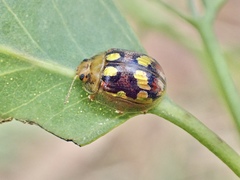 Paropsisterna gloriosa