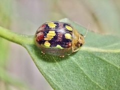 Paropsisterna gloriosa