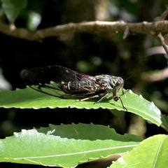 Amphipsalta zelandica