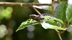 Amphipsalta zelandica