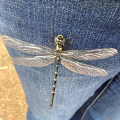 Austroaeschna anacantha