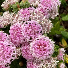 Pimelea ferruginea
