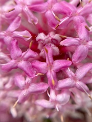 Pimelea ferruginea