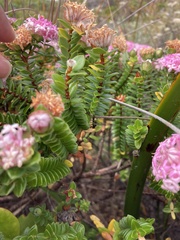 Pimelea ferruginea