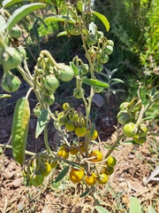 Solanum elaeagnifolium
