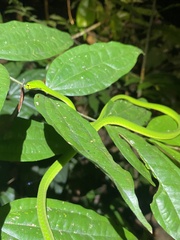 Ahaetulla mycterizans