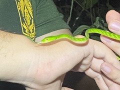 Ahaetulla mycterizans