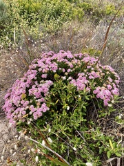 Pimelea ferruginea
