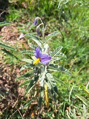 Solanum elaeagnifolium