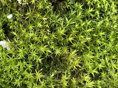 Didymodon