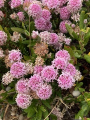 Pimelea ferruginea