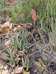 Aloe comptonii