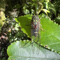 Amphipsalta zelandica