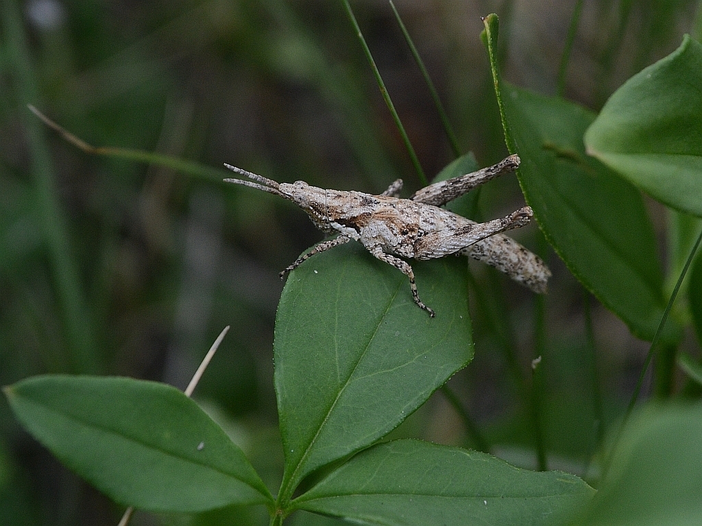 Afrosphenella
