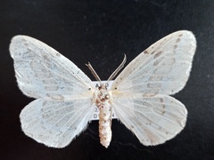 Genusa destituta