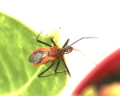 Gminatus