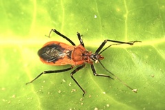 Gminatus