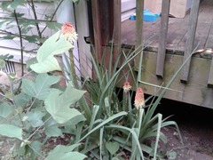 Kniphofia uvaria