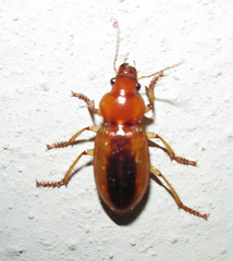 Boeomimetes ephippium