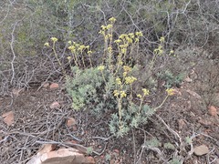 Crassula mollis