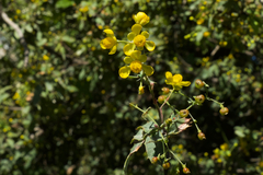 Berberis nevinii