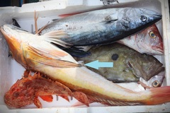 Chelidonichthys lucerna