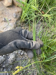 Juncus dichotomus