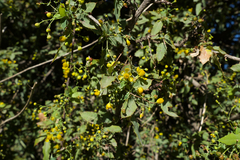 Berberis nevinii
