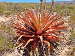 Aloe lineata