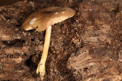 Pluteus austrofulvus