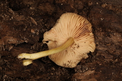 Pluteus austrofulvus