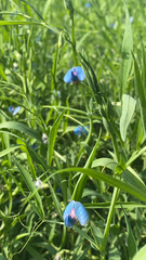 Lathyrus hirsutus