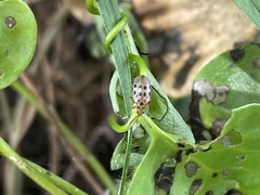 Plectonycha correntina