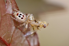 Thyene imperialis