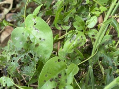 Plectonycha correntina